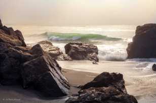 Redwood coast-2820 Redwood coast-2820